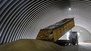 A dump track unloads grain in a granary in the village of Zghurivka, Ukraine, Aug. 9, 2022.