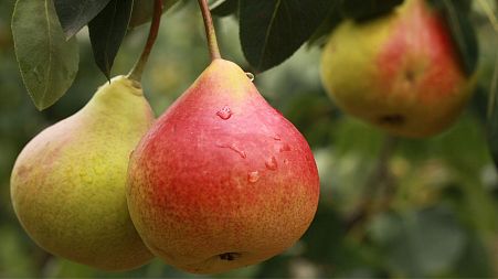 Six out of 10 pears have disappeared from Italian orchards, a farmers association warns.