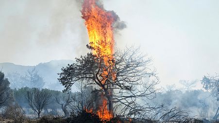 Flames burn a tree in Vati village, on the Aegean Sea island of Rhodes, southeastern Greece, on Tuesday, July 25, 2023. 