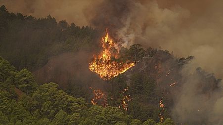 The flames advance through the forest near the town of El Rosario, as wildfire continues to burn on Tenerife, Canary Islands, Wednesday, Aug. 16, 2023. 